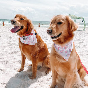 Meet your Posher, Koree lynn